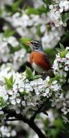 Robin perched on blooming white flowers in spring photo