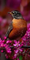 Beautiful robin perched among vibrant spring blossoms photo