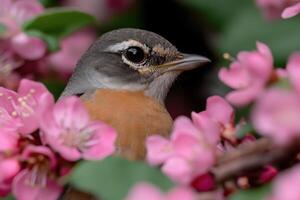 Robin among spring blossoms in a garden habitat photo
