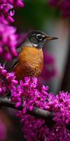 Robin perched among vibrant spring flowers photo