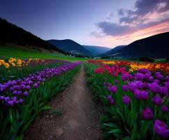 Colorful tulip field at dusk in springtime scenery photo