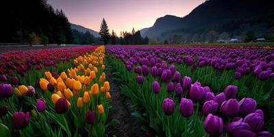 Bright tulip fields bloom during spring at sunset photo