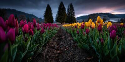 Colorful tulip fields bloom in springtime landscape photo