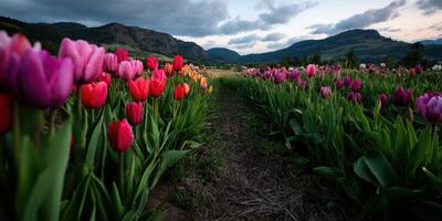 Spring tulips bloom by mountain fields photo