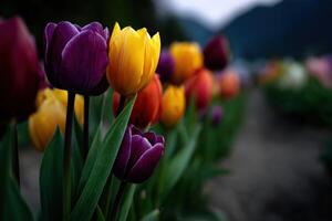 Vibrant tulip colors bloom in spring garden setting photo