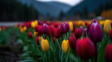 Colorful tulips blooming in a spring garden photo