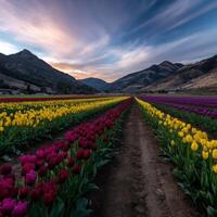 Colorful tulip fields bloom in spring under a sunset photo