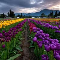 Colorful tulip fields bloom in springtime valley photo