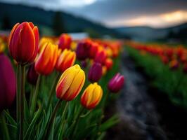 Vibrant tulip field in springtime bloom photo
