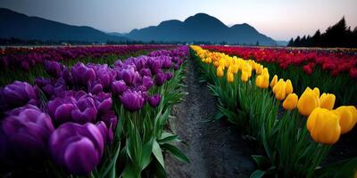 Colorful tulips in a field with mountains in the background photo