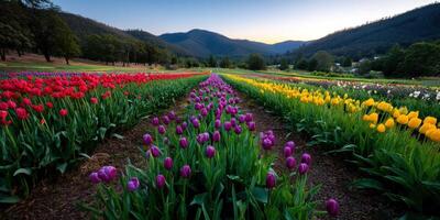 Colorful tulip fields in spring with mountains photo