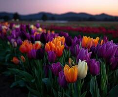 Colorful tulips bloom in spring at sunset photo