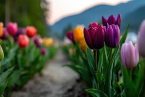 Colorful tulips bloom in spring near mountains photo