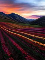 Tulip fields bloom under a sunset sky photo