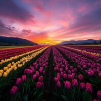 Vibrant tulip fields at sunset in springtime photo