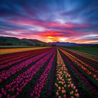 Colorful tulip fields bloom at sunset in springtime photo