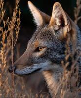 A coyote is looking out into the distance photo