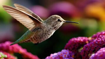 Hummingbird flying over flowers photo