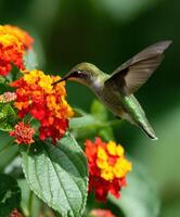 A hummingbird is hovering over a flower photo