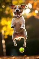 A dog jumping in the air with a tennis ball photo