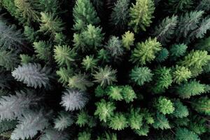 An aerial view of a forest of green trees photo