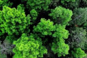 Aerial view of green trees in the forest photo