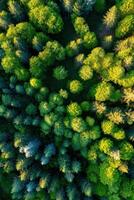 Aerial view of green forest in summer - stock photo