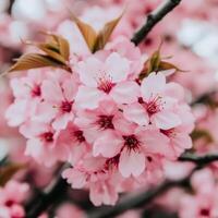 Pink cherry blossoms on a tree photo