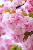 Pink cherry blossoms are blooming on a tree photo