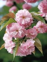 A close up of a pink cherry tree with green leaves photo