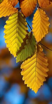 Autumn leaves on a branch with blue sky in the background photo