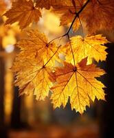 Autumn leaves on a tree branch in the forest photo