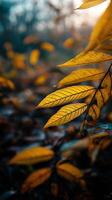 Autumn leaves by james mccormick for stocksy united photo