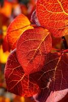 Close up of red and yellow leaves on a tree photo