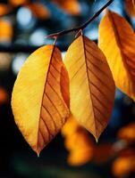 Autumn leaves on a tree branch photo