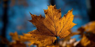 A single maple leaf is shown in the foreground photo