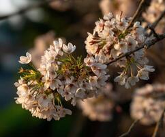 A close up of some white flowers on a tree photo