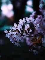 A close up of some cherry blossoms photo