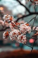 A close up of a tree with flowers photo