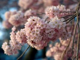 A close up of some pink flowers on a tree photo