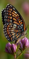 A butterfly with black and white markings on its wings is sitting on a flower photo