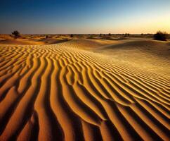 The desert at sunset with sand dunes and trees photo