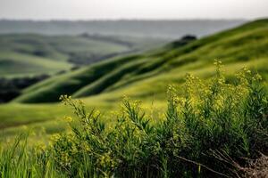 A green hill with yellow flowers and grass photo