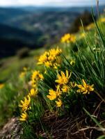 Yellow flowers growing on a hillside photo