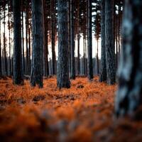A forest with orange trees and grass photo