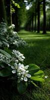 White flowers in a park with green grass photo