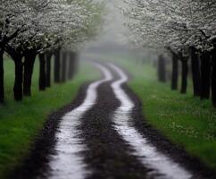 A dirt road is lined with trees in the middle of a field photo
