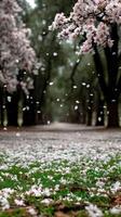 Cherry blossoms are falling from the trees in a park photo