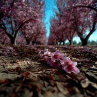 A field of pink flowers in a field photo