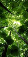 A view up into the canopy of a green forest photo